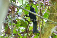 Dicrurus bracteatus carbonarius