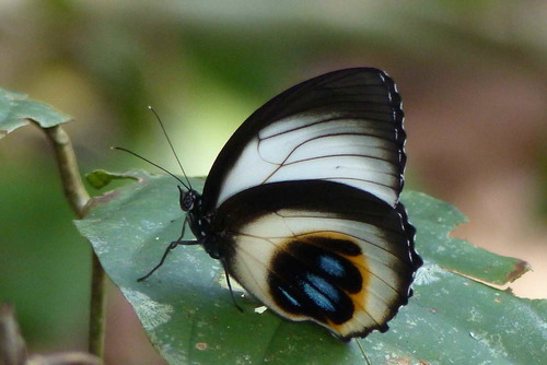 palmfly