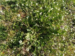 Calepina irregularis