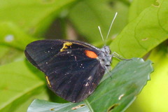 Delias aruna