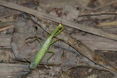 Pseudomantis