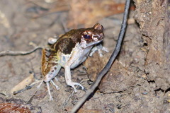 Mantophryne lateralis