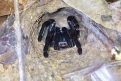 Selenocosmiinae