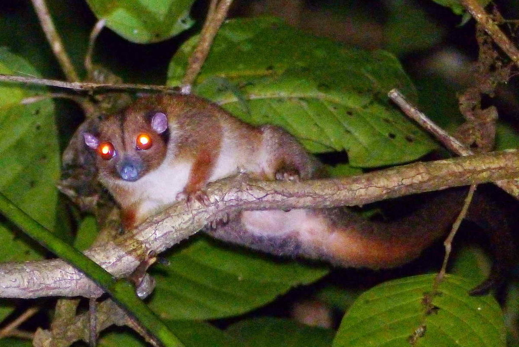 Lowland Ringtail Possum from Malagufuk, Kabupaten de Sorong, Papouasie ...