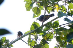 Ducula pinon