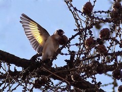 Carduelis carduelis