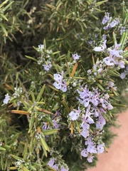 Salvia rosmarinus