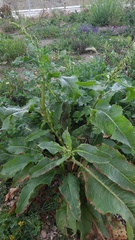 Rumex crispus