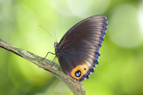 palmfly