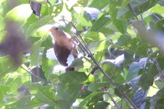 Pomatostomus isidorei