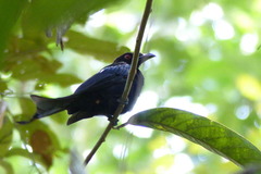 Dicrurus bracteatus carbonarius