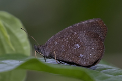 Godartiana muscosa