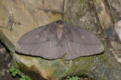 Neodiphthera venusta