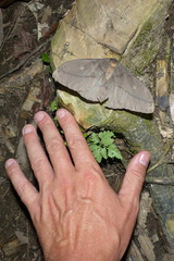 Neodiphthera venusta