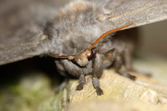 Neodiphthera venusta