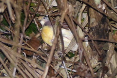 Gallicolumba rufigula