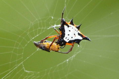 Gasteracantha crucigera