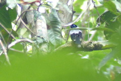 Arses telescopthalmus