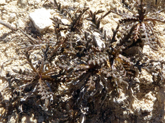Lepidium solandri