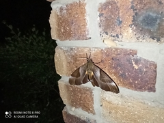 Coequosa triangularis