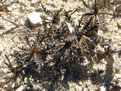 Lepidium solandri