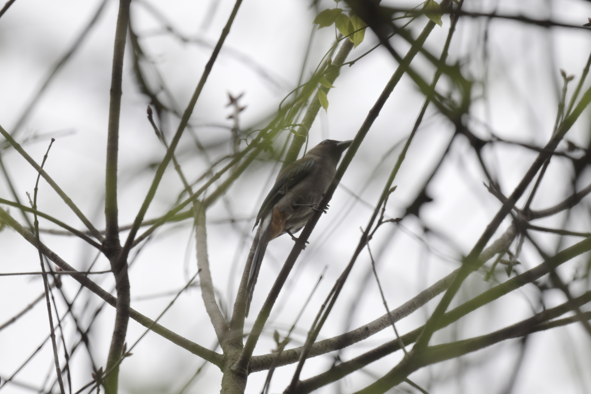 Grey Treepie