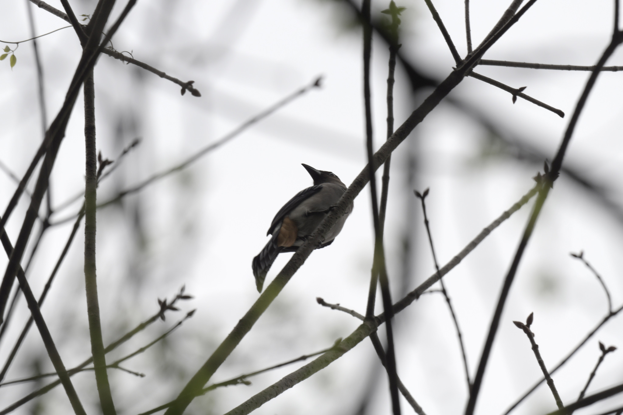 Grey Treepie