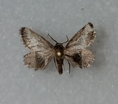 Cryptophobetron oropeso