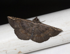 Eulepidotinae