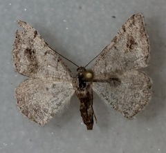 Digrammia pictipennata