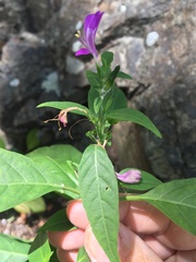 Hypoestes floribunda
