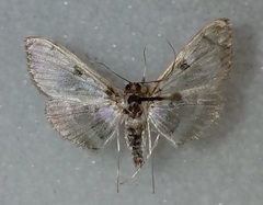 Apilocrocis pimalis