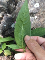 Hypoestes floribunda
