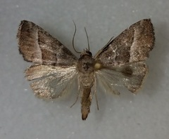 Ogdoconta moreno