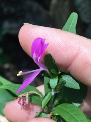 Hypoestes floribunda