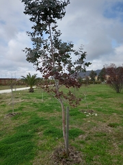 Eucalyptus caesia