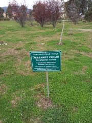 Eucalyptus caesia