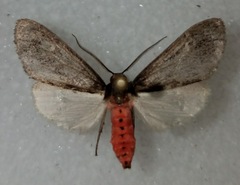 Euchaetes zella