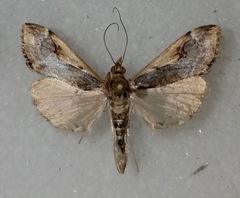 Loxostege albiceralis
