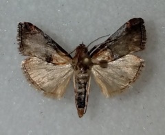 Cacozelia basiochrealis