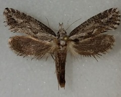 Acrolophus variabilis