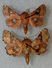 Dysodia granulata