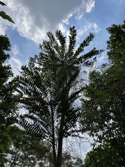 Eurycoma longifolia