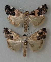 Tarache geminocula