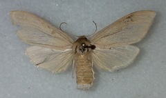 Leucanopsis perdentata