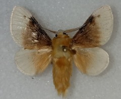 Megalopyge bissesa