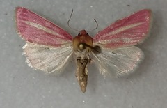 Heliocheilus julia