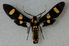 Phoenicoprocta hampsonii