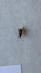 Cimberis attelaboides