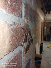 Coequosa triangularis